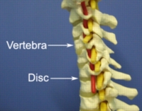 Figure 1 - Relevant Anatomy of a Cervicogenic Headache